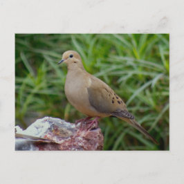 Rourning Dove on Chalcedony gevulde Rock Briefkaart
