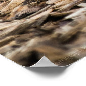 Rourning Dove Print (Hoek)