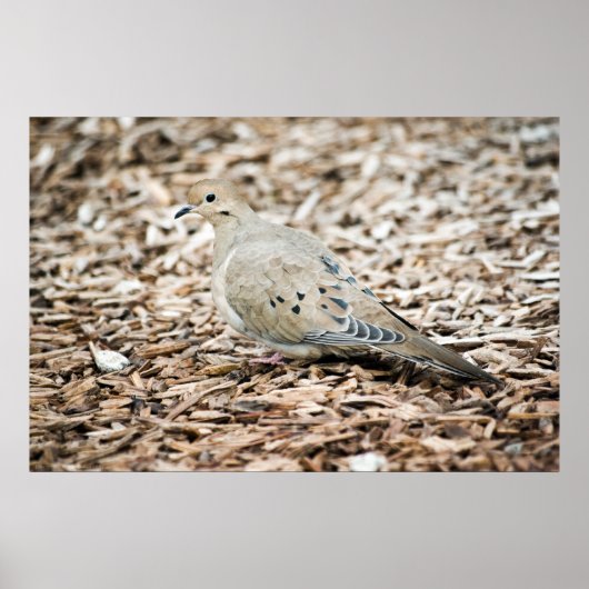 Rourning Dove Print (Voorkant)