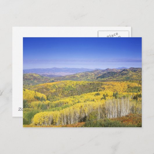 Routt National Forest in de herfstkleur, vlakbij Briefkaart (Voorkant / Achterkant)