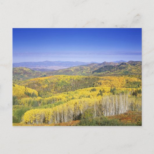 Routt National Forest in de herfstkleur, vlakbij Briefkaart (Voorkant)