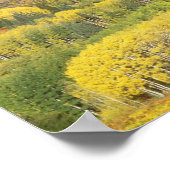 Routt National Forest in de herfstkleur, vlakbij Poster (Hoek)