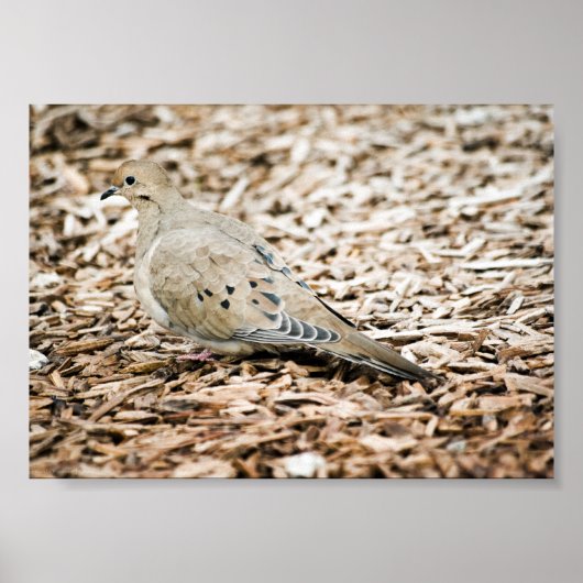 Rouwduif 3 Print (Voorkant)