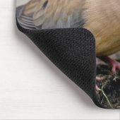 Rouwende duif op een goot met een worm muismat (Hoek)