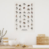 Rovogels - Naturalist's Library Poster (Keuken)