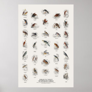 Rovogels - Naturalist's Library Poster