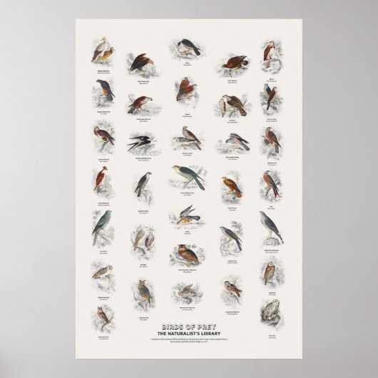 Rovogels - Naturalist's Library Poster (Voorkant)