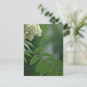 Rowan Blossom Briefkaart (Staand voorkant)