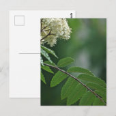 Rowan Blossom Briefkaart (Voorkant / Achterkant)