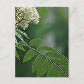 Rowan Blossom Briefkaart (Voorkant)