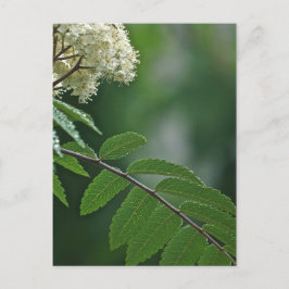 Rowan Blossom Briefkaart