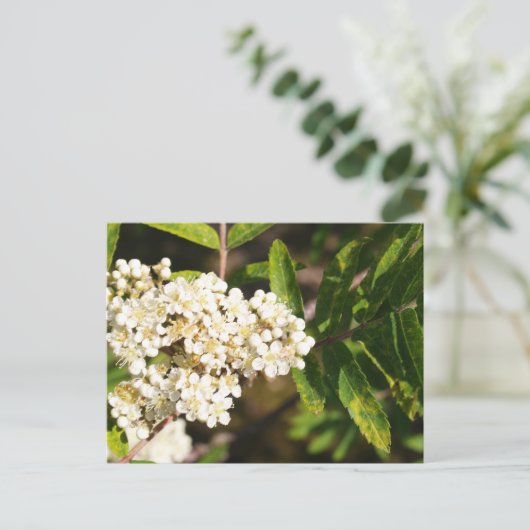 Rowan in Bloom Briefkaart (Staand voorkant)