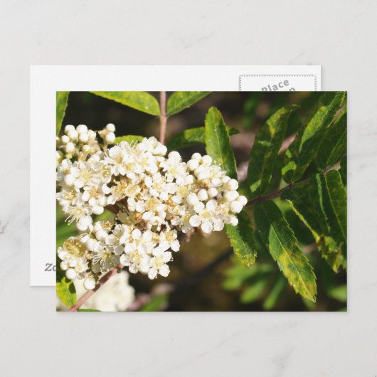 Rowan in Bloom Briefkaart (Voorkant / Achterkant)