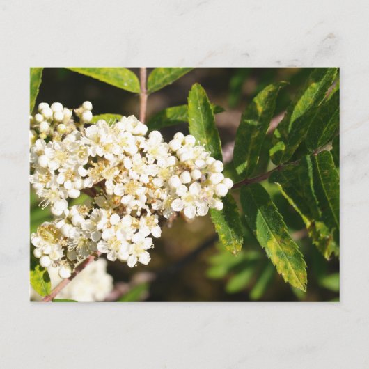 Rowan in Bloom Briefkaart (Voorkant)
