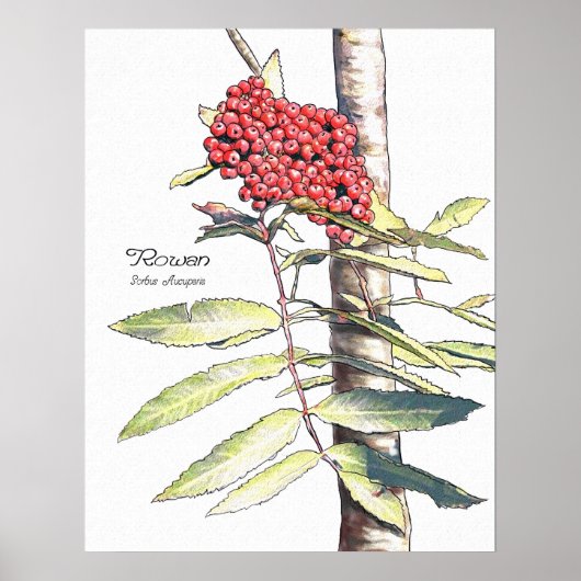 Rowan Study Poster (Voorkant)