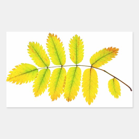 Rowan tree herfstbladeren rechthoekige sticker (Voorkant)
