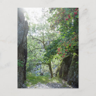 Rowan Tree Tilberthwaite Quarry-kaart Briefkaart