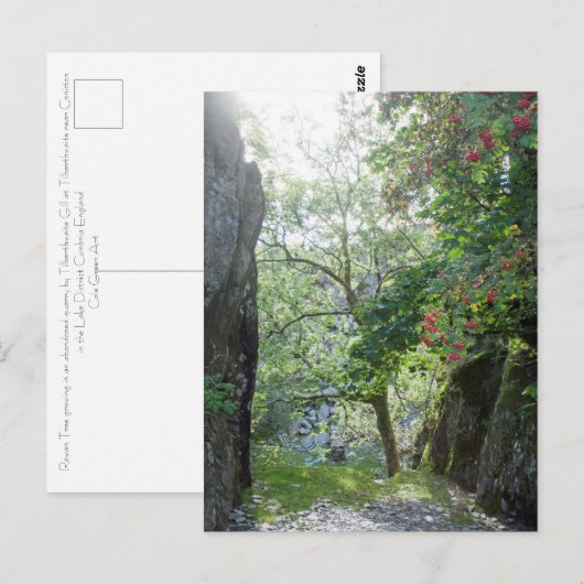 Rowan Tree Tilberthwaite Quarry-kaart Briefkaart (Voorkant / Achterkant)
