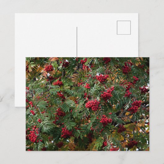 Rowanbessen Briefkaart (Voorkant / Achterkant)