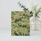 Rowanboom met bessen briefkaart (Staand voorkant)