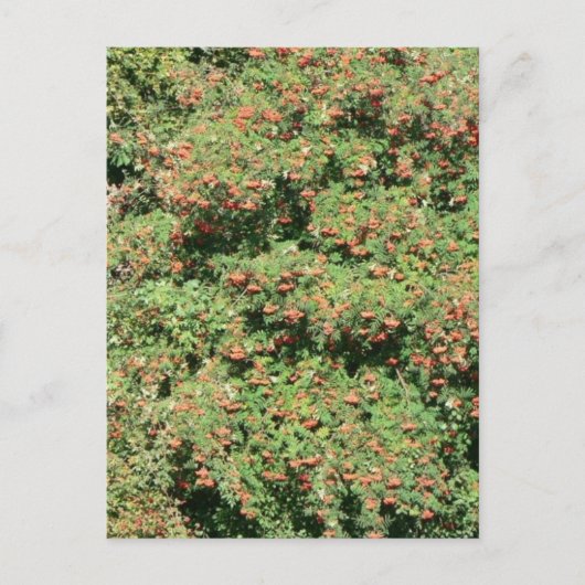 Rowanboom met bessen briefkaart (Voorkant)