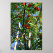 Rowanboom Poster (Voorkant)