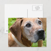 Rowdy Briefkaart (Voorkant / Achterkant)