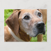 Rowdy Briefkaart (Voorkant)