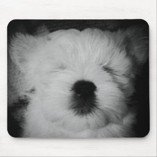 Rowdy the Maltipoo Puppy Muismat