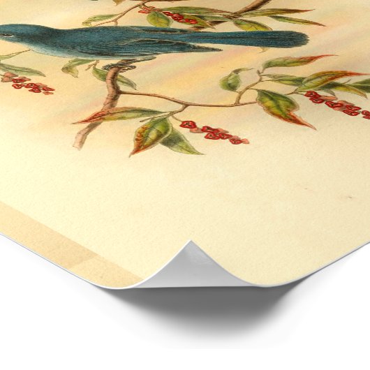 Rowley's Blue Flycatcher Bird Print (Hoek)