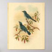 Rowley's Blue Flycatcher Bird Print (Voorkant)