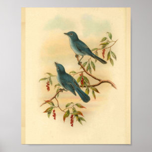 Rowley's Blue Flycatcher Bird  Print
