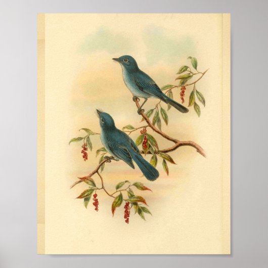 Rowley's Blue Flycatcher Bird  Print (Voorkant)