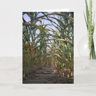 "Rows of Corn" Kaart van Hwe