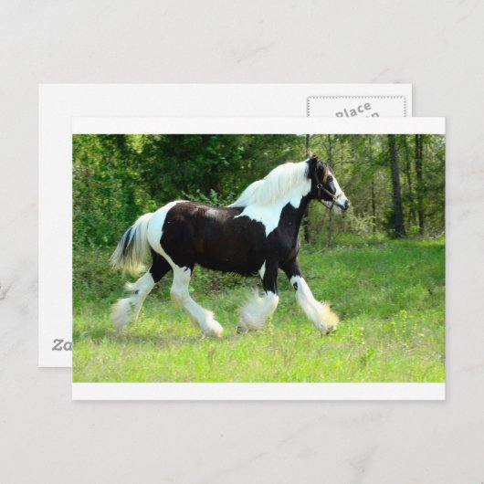 Roxie Briefkaart (Voorkant / Achterkant)