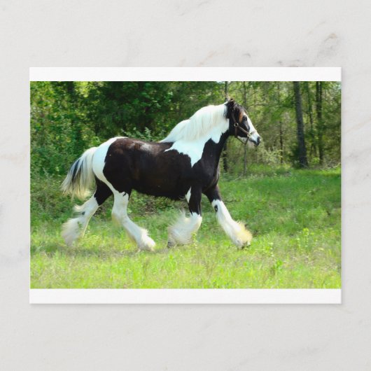 Roxie Briefkaart (Voorkant)