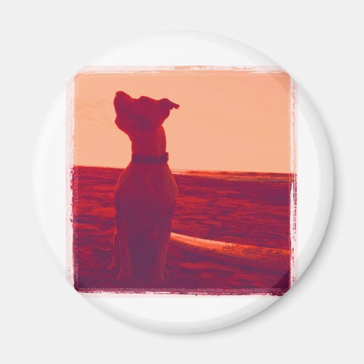 Roxy Foto door Daniela Magneet (Voorkant)