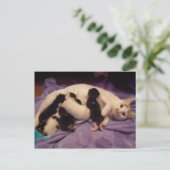 Roxy met katten briefkaart (Staand voorkant)