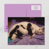 Roxy met katten briefkaart (Voorkant / Achterkant)