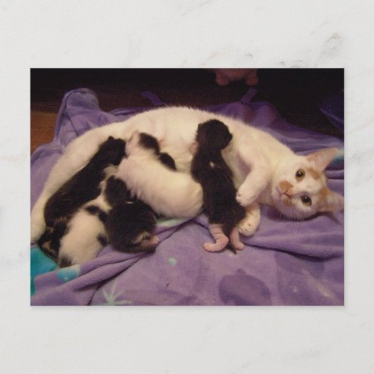 Roxy met katten briefkaart (Voorkant)