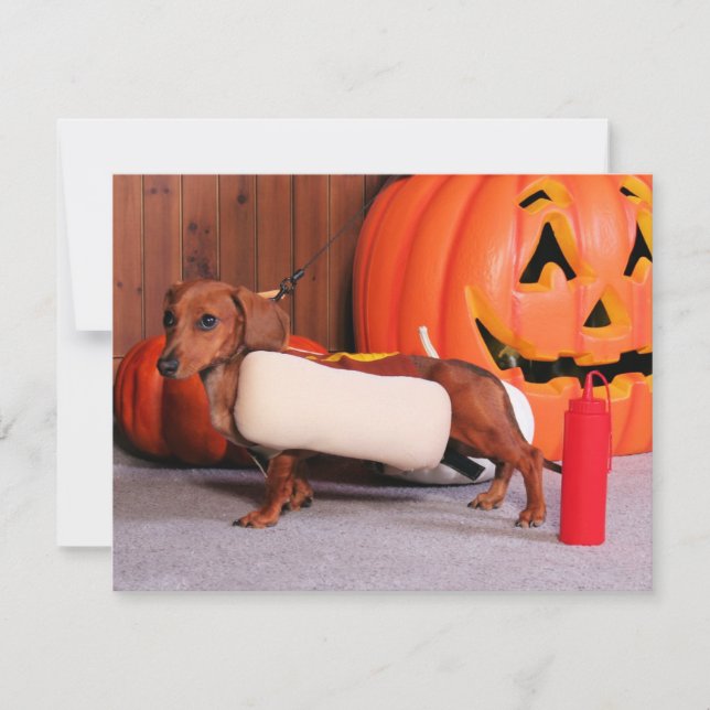 Roxy - Mini Dachshund - Elliott (Voorkant)