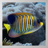 Royal Angel Fish Poster (Voorkant)