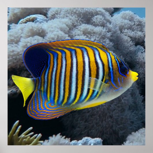 Royal Angel Fish Poster (Voorkant)