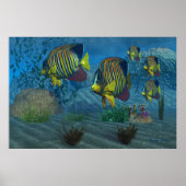 Royal Angelfish Print (Voorkant)