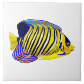 Royal Angelfish Tegeltje (Voorkant)