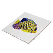 Royal Angelfish Tegeltje (Zijkant)