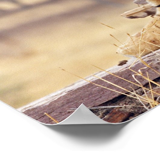 Royal Bengal Tiger bij de aph, Poster (Hoek)