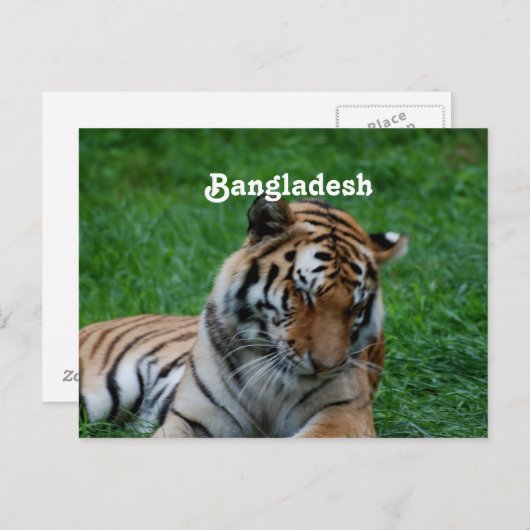 Royal Bengal Tiger Briefkaart (Voorkant / Achterkant)
