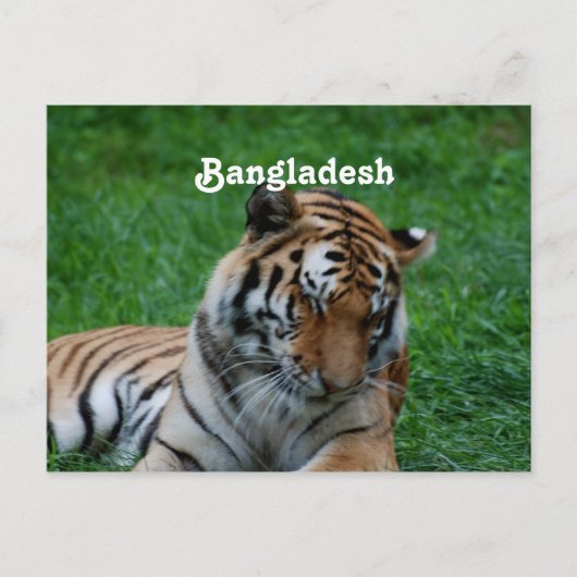 Royal Bengal Tiger Briefkaart (Voorkant)