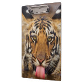 Royal Bengal Tiger cub, drink water Klembord (Links)